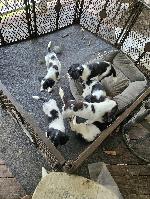 FIELD BRED ENGLISH SPRINGER SPANIELS