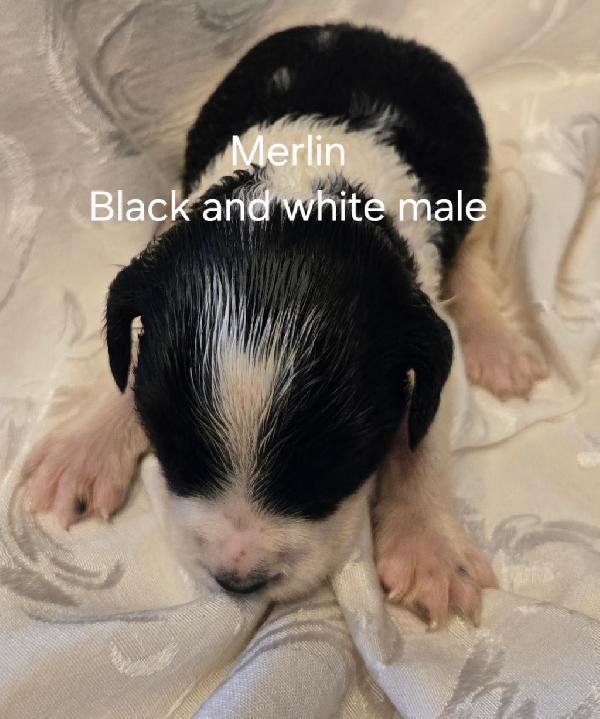 English Springer Spaniel