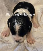 FIELD BRED ENGLISH SPRINGER SPANIEL PUPPIES