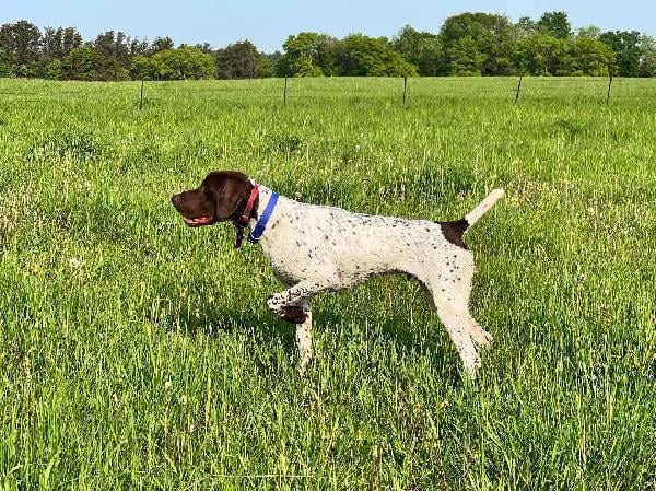 German Shorthaired Pointer