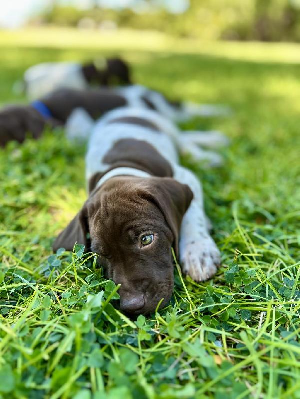 German Shorthaired Pointer