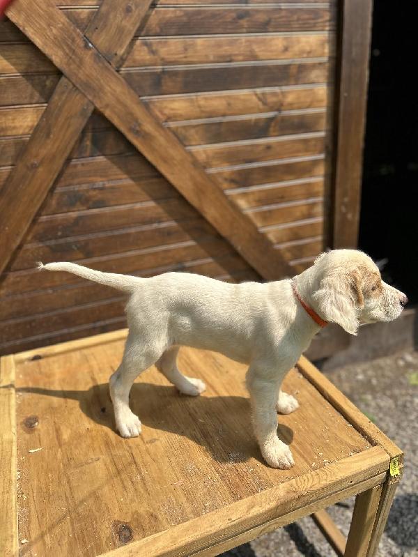 English Setter