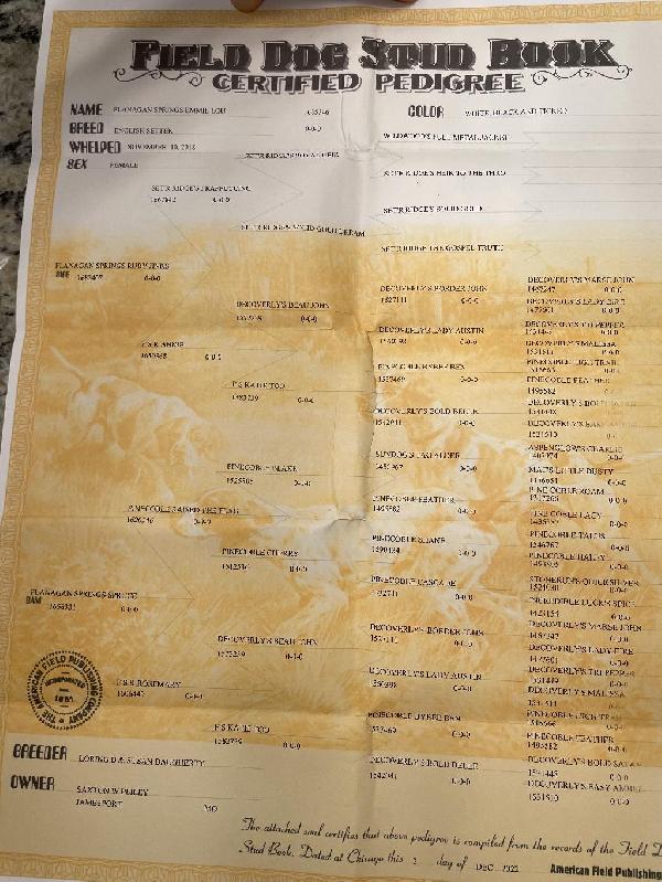 3X AND FINAL REPEAT BREEDING ENGLISH SETTERS English Setter