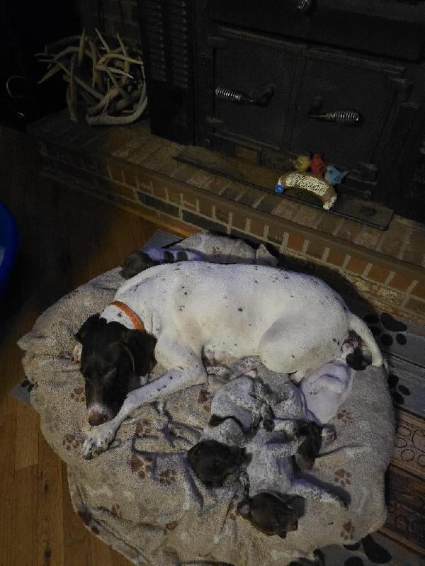 German Shorthaired Pointer