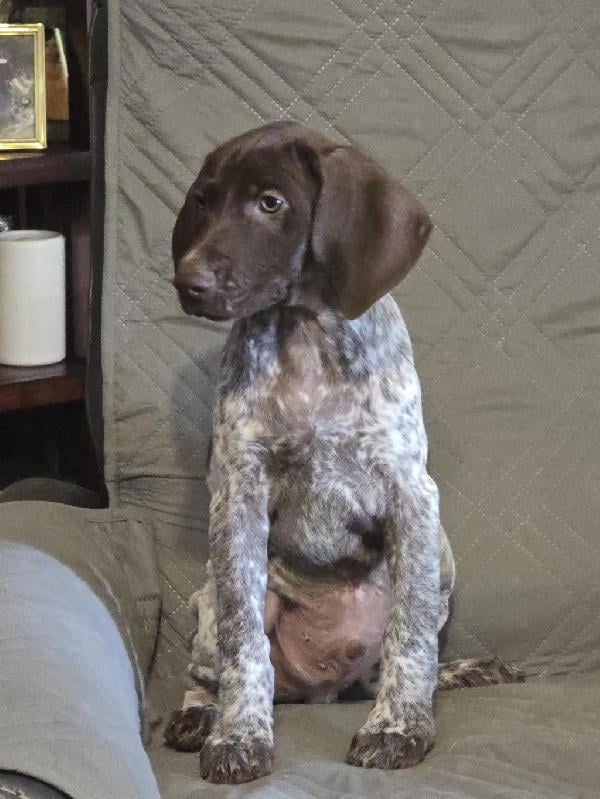 German Shorthaired Pointer