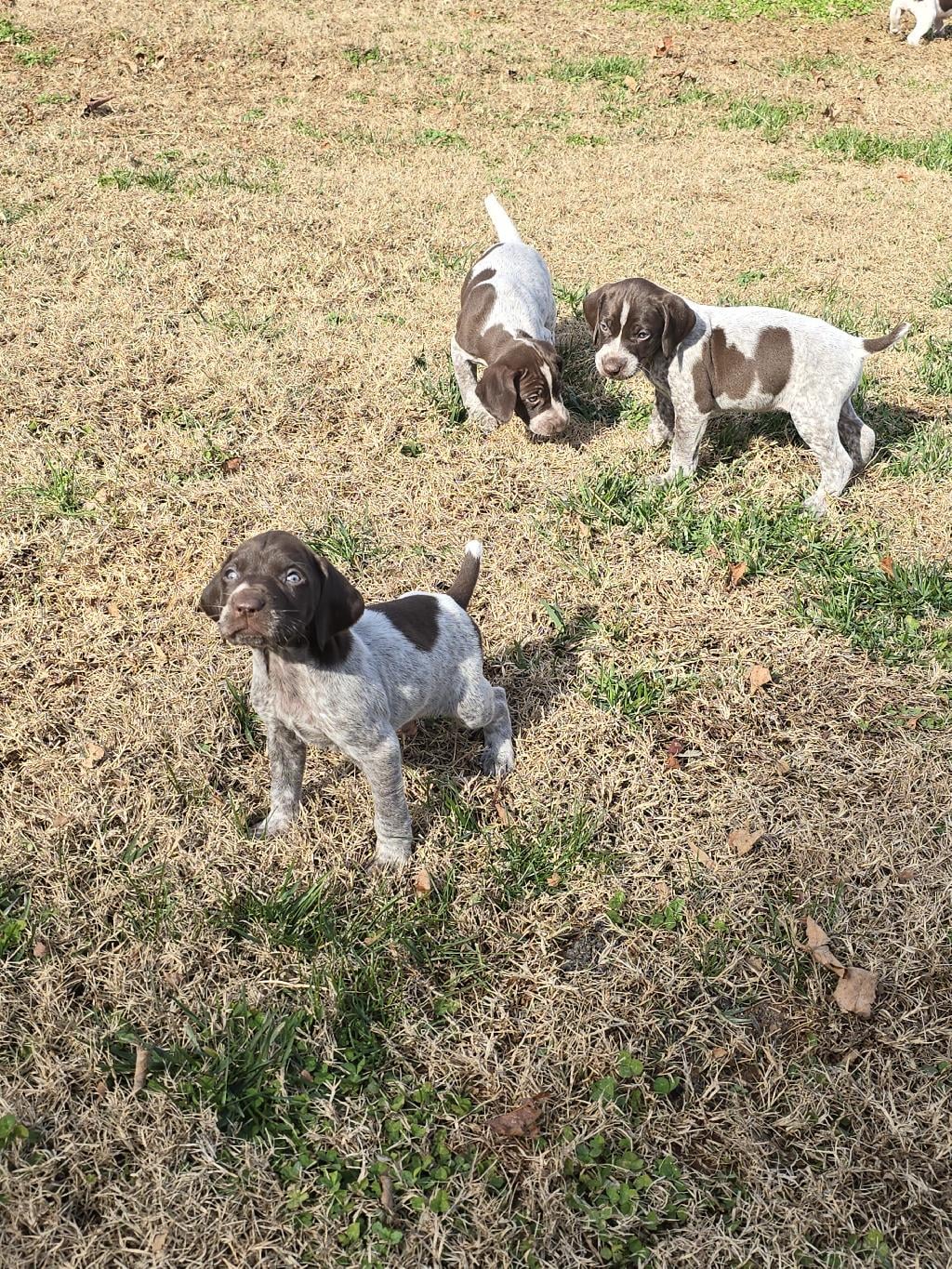 GERMAN SHORTHAIRED POINTER CHRISTMAS PUPPIES German Shorthaired Pointer