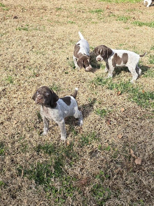 GERMAN SHORTHAIRED POINTER CHRISTMAS PUPPIES German Shorthaired Pointer