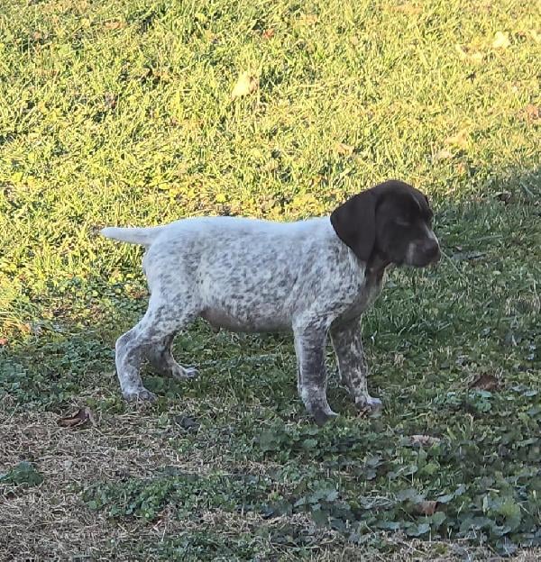 German Shorthaired Pointer