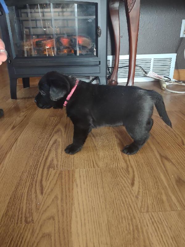 ENGLISH BLACK LAB PUPPIES