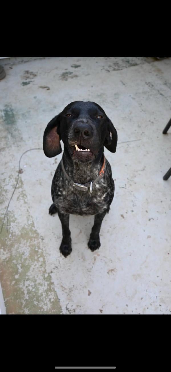 German Shorthaired Pointer