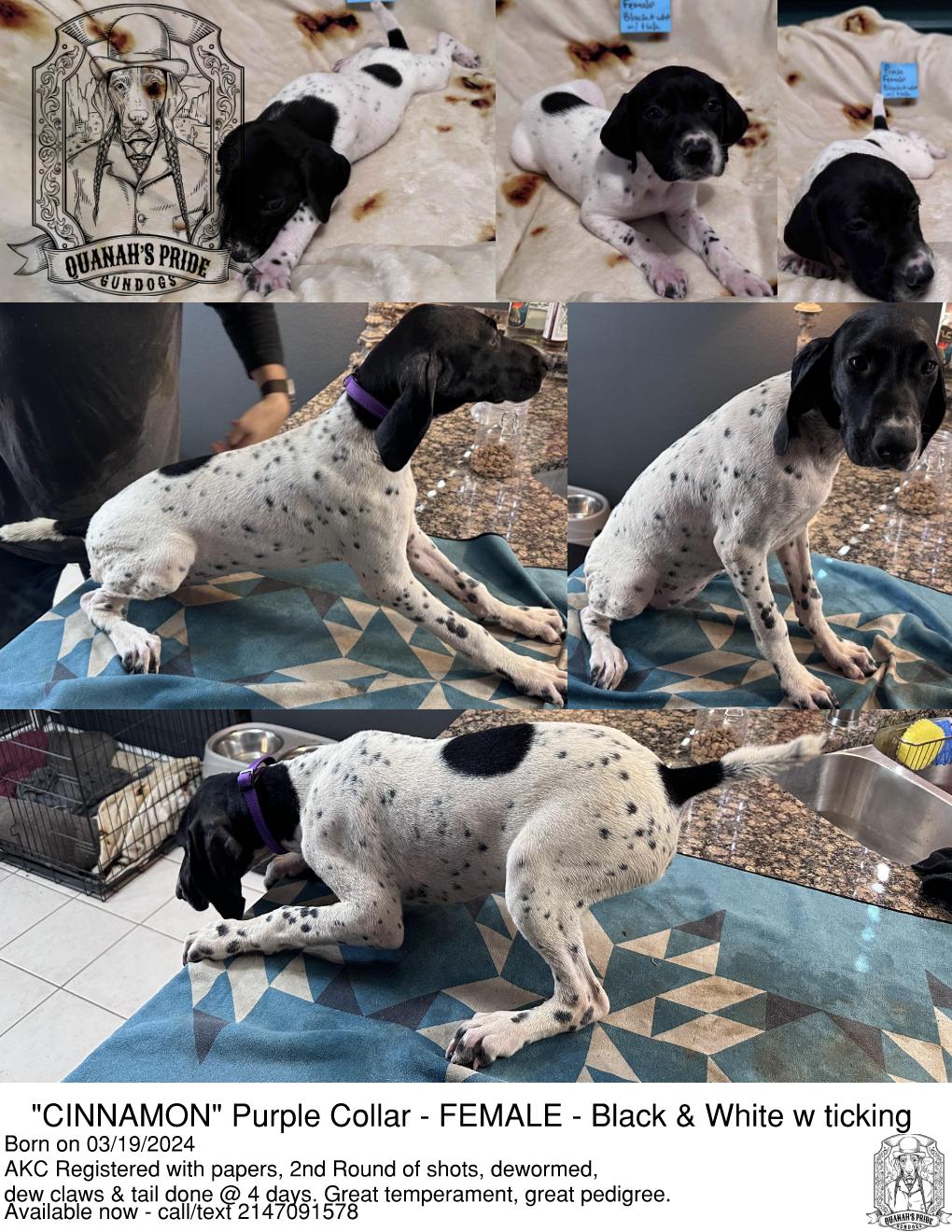 AKC GSP FEMALE 3 19 24 BLACK WHITE