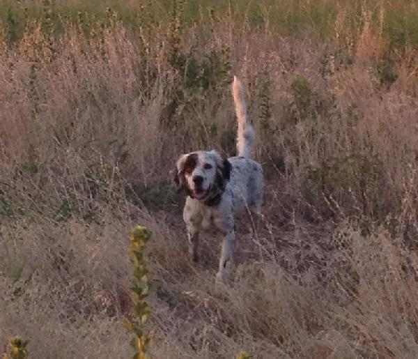 ENGLISH SETTER PUPPIES - HUNTING/FAMILY DOGS