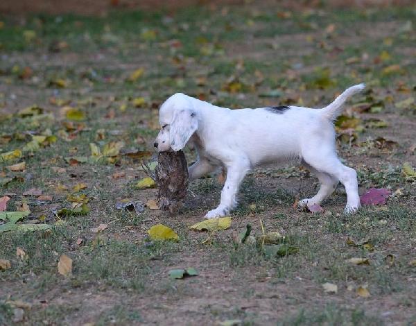 FEMALE ENGLISH SETTER PUPPIES - FIELD BRED