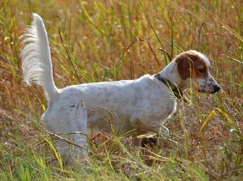 FIELD BRED ENGLISH SETTER PUPPIES