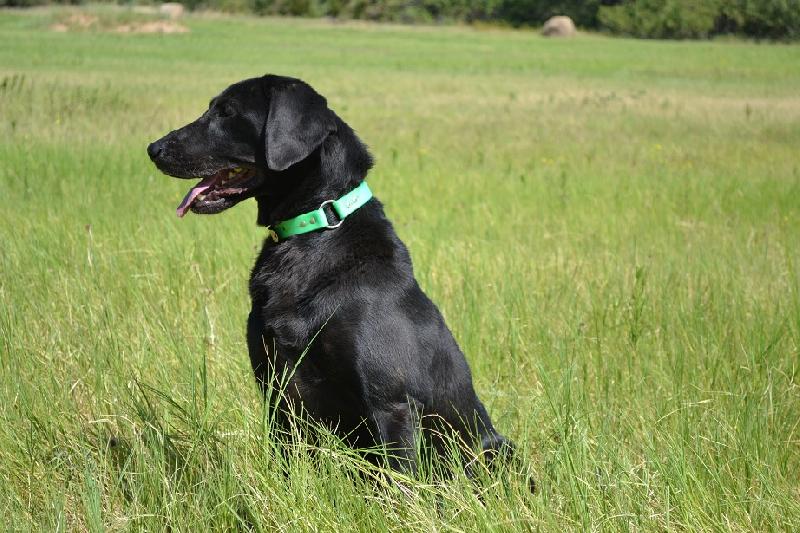 FIELD BRED YELLOW & BLACK AMERICAN LAB LITTER