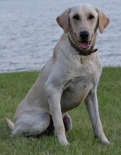 FIELD BRED YELLOW & BLACK AMERICAN LAB LITTER