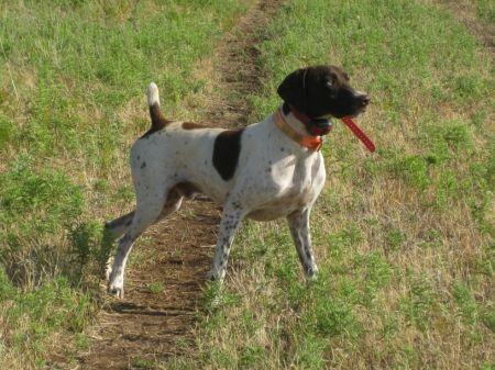 HONDO German Shorthaired Pointer