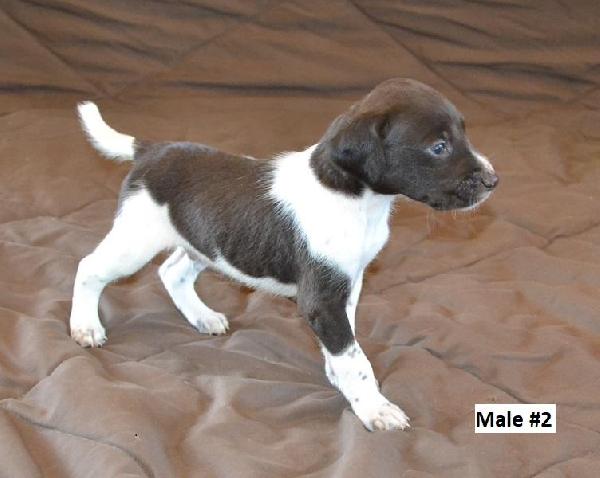 MALE #2