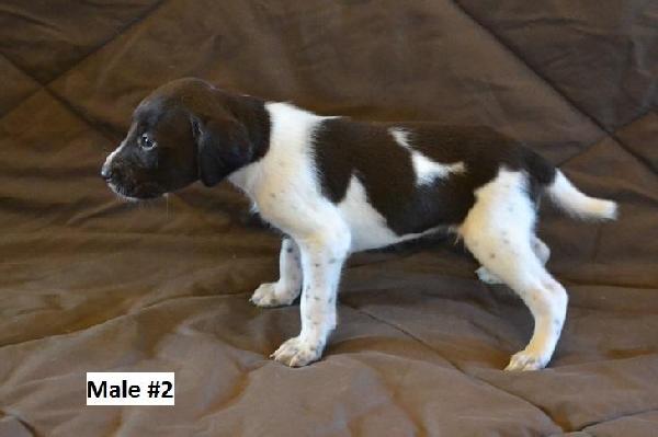 MALE #2