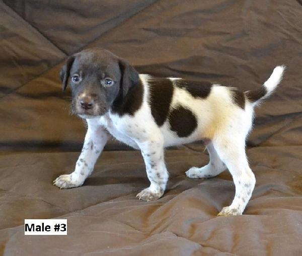 MALE #3