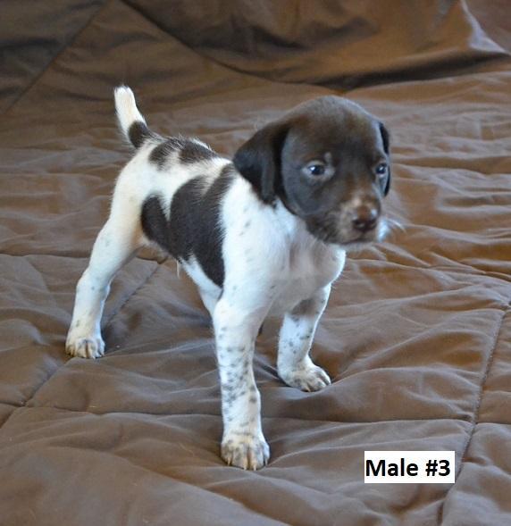 MALE #3
