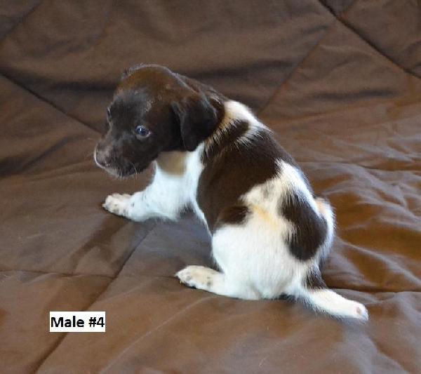 MALE #4