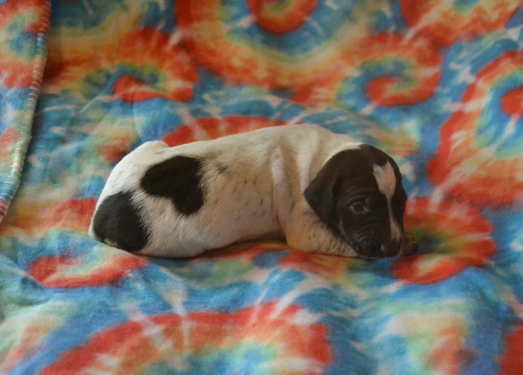 FIELD BRED GSP PUPS German Shorthaired Pointer