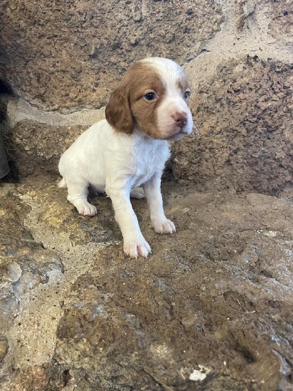 BRITTANY PUPS American Brittany