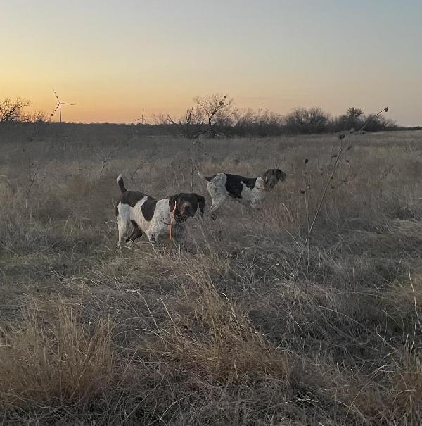 TOP FIELD BRED GSP PUPS German Shorthaired Pointer