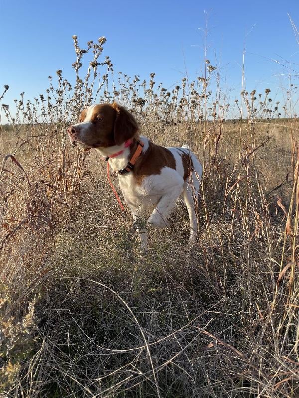American Brittany