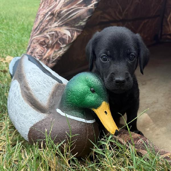 Labrador Retriever