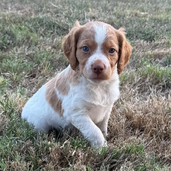 American Brittany