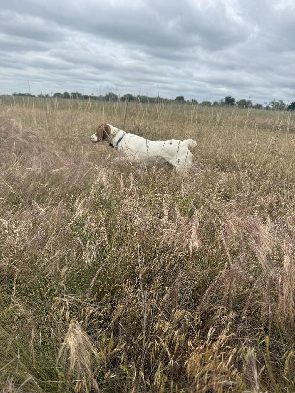American Brittany