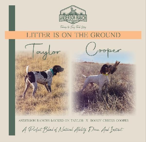 FIELD BRED GSP PUPS. German Shorthaired Pointer