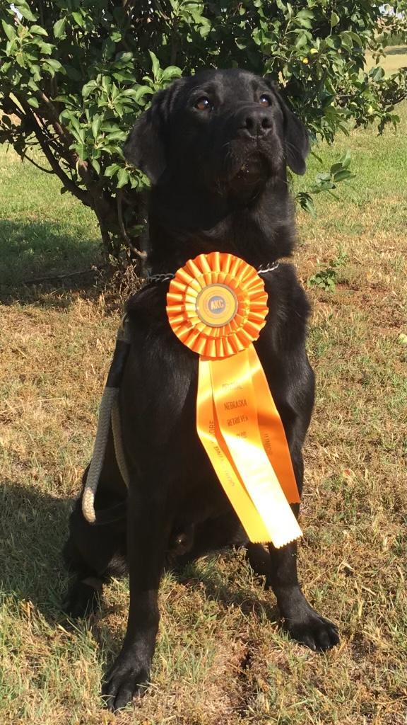 AKC REGISTERED LAB PUPPIES