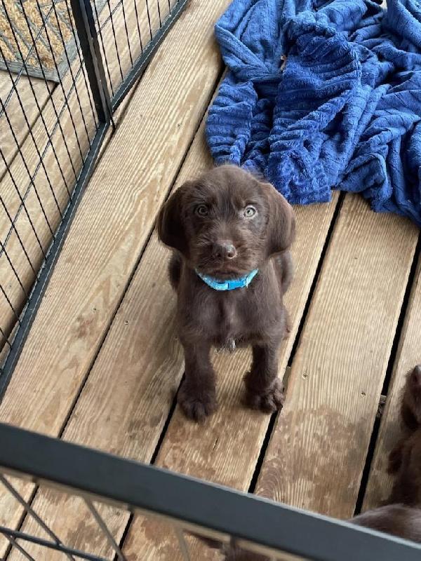 Pudelpointer