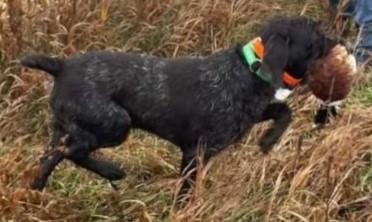 German Wirehaired Pointer