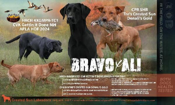 Labrador Retriever