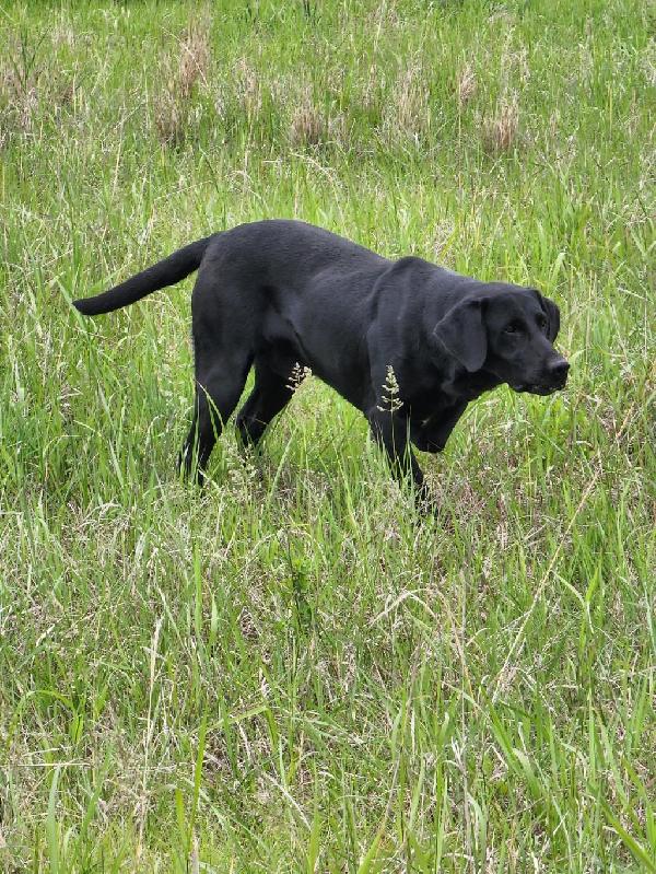 Bravo on Point (1).JPEG