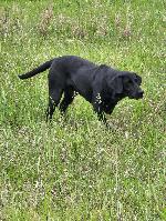 Bravo on Point (1).JPEG