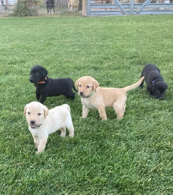 Ali - Bravo Pups 4.5 weeks.jpg