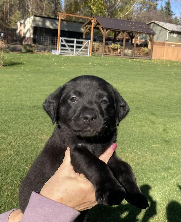 HRCH 4XGMPR-TC1 HOF BRAVO MH X SHR CPR ALI Labrador Retriever