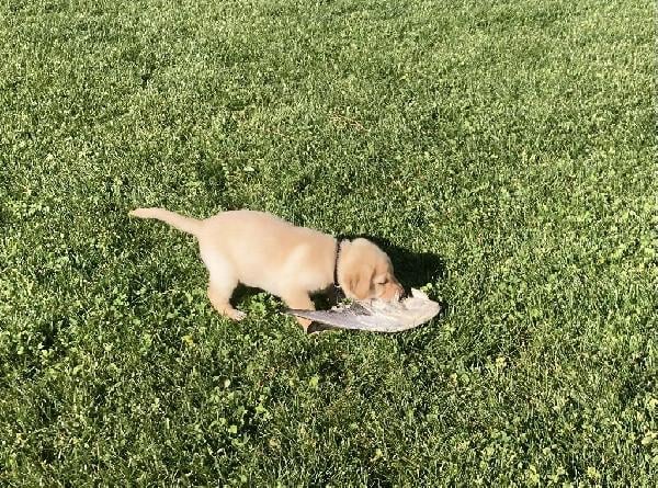 BRAVO ON POINT (1).JPEG