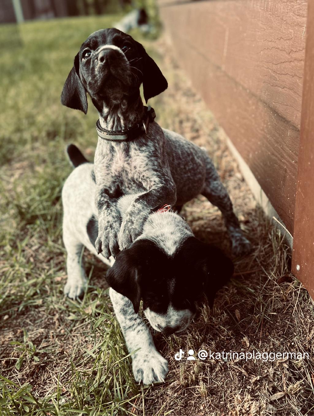 AKC GERMAN SHORTHAIR POINTERS