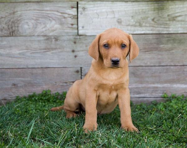 Labrador Retriever