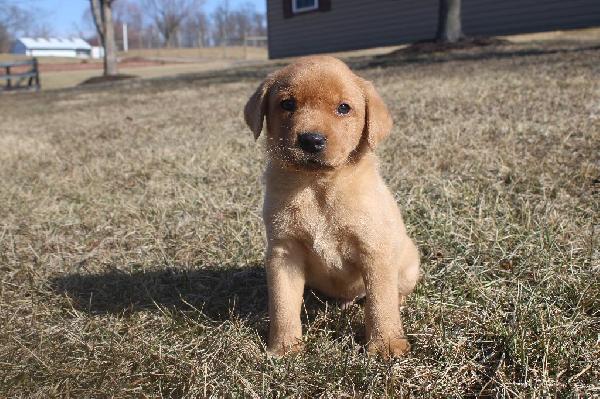 GUNNER