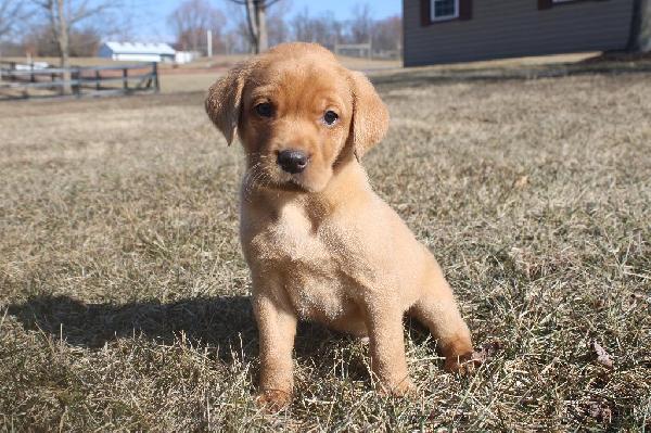 MOOSE