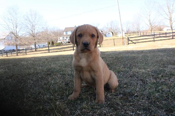 DUKE