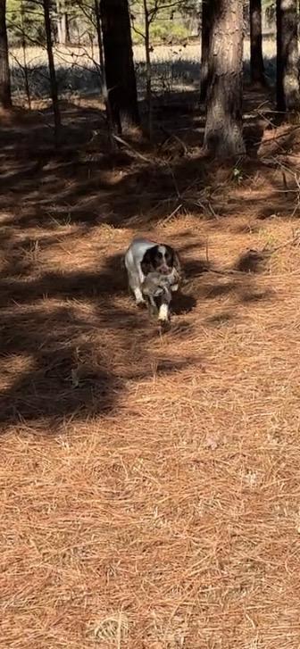 English Cocker Spaniel