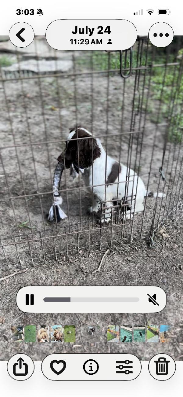 English Cocker Spaniel